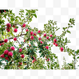 洛川富士图片_红苹果果树树枝