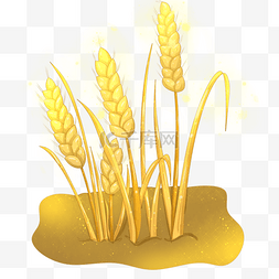庄稼麦子植物种植