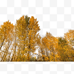 秋季黄树叶