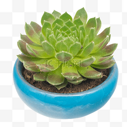 蓝色多肉植物图片_蓝色花盆植物