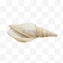 白色长形海螺