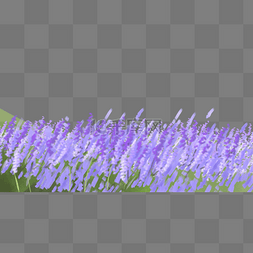 紫罗兰花丛图案