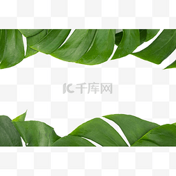 热带植物龟背竹