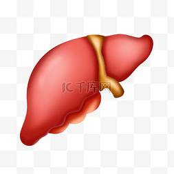 卡通人体器官肝脏