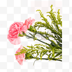 植物花卉实拍图片_实拍鲜花粉色花朵