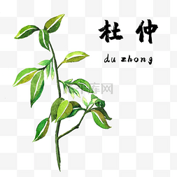 古药材图片_手绘彩色中药杜仲药材