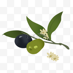 写实风格画图片_写实风格橄榄和橄榄花
