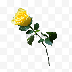 一支黄色玫瑰花
