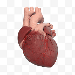 器官模型图片_医学生的心脏模型