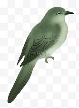 小鸟绿色