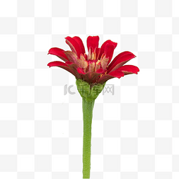 红色深红色图片_深红色的花