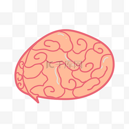 器官人体大脑卡通