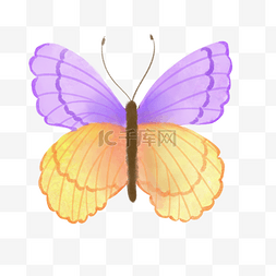 紫黄色水彩蝴蝶