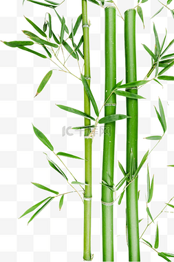 绿色植物绿竹