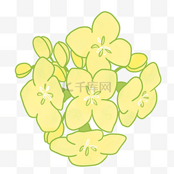 开放的一簇油菜花插画