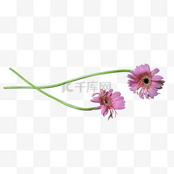 2多粉红色非洲菊花