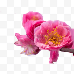 粉色鲜艳花朵图片_美丽多彩粉色大花朵