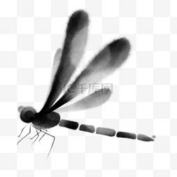水墨画蜻蜓动物