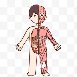 线描小孩人体内脏
