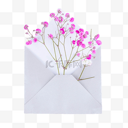 信封里的花朵花枝