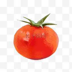 番茄图片_实物新鲜红色带藤水珠樱桃番茄