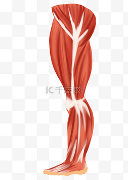 腿部肌肉图片_腿部肌肉线条