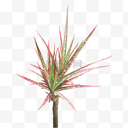 ins风绿色图片_千年木热带网红植物