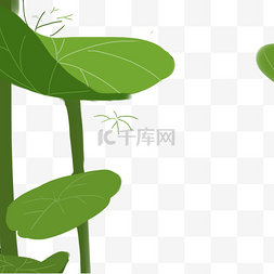 绿色的荷叶图片_绿色的植物免抠图