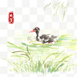 河游泳图片_大暑河中水鸭