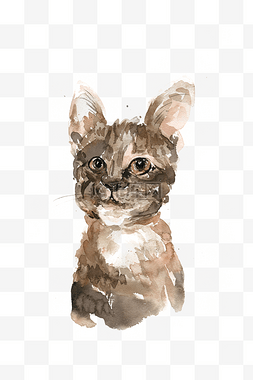 手绘写实宠物图片_机灵的小猫