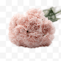 粉色花鲜花图片_康乃馨花束一把粉色花鲜花