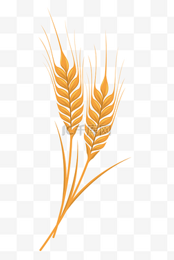 翠绿色麦子图片_颗粒麦子粮食