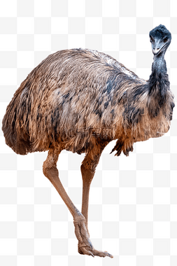 澳洲新西兰图片_澳洲鸵鸟
