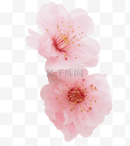 樱花圆边图片_樱花花朵