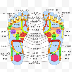 足部穴位图