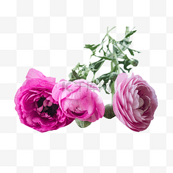 五颜六色玫瑰花图片_鲜花之粉红色玫瑰花