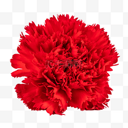 红色康乃馨花朵图片_女神节红色康乃馨