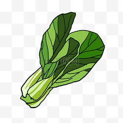 青菜蔬菜绿色青菜油菜