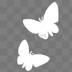 美丽的蝴蝶图片_两只白色的蝴蝶