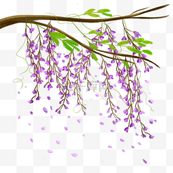 紫藤花花朵树枝