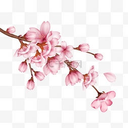 一枝手绘开放的粉色樱花