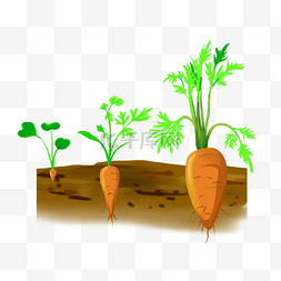 胡萝卜种子生长