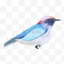 小鸟创意插画图片_彩色创意羽毛小鸟元素