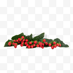 茱萸珊瑚红豆珊瑚樱