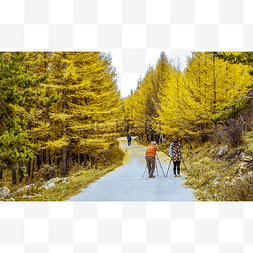内蒙古秋季金色松树景观