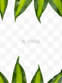巴西绿色图片_热带植物巴西叶