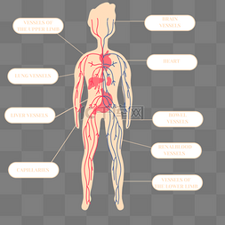 四肢身体图片_手绘卡通黄色身体血管循环插画