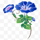 蓝色牵牛花花朵