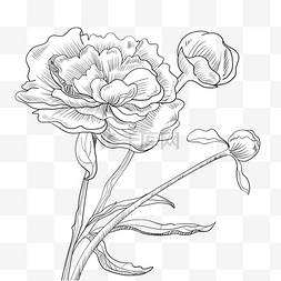 玫瑰花卉素材图片_线描玫瑰