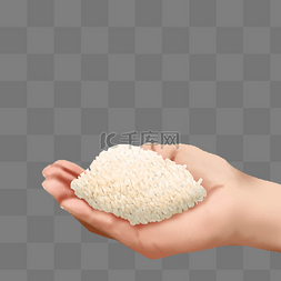 手捧粮食大米水稻